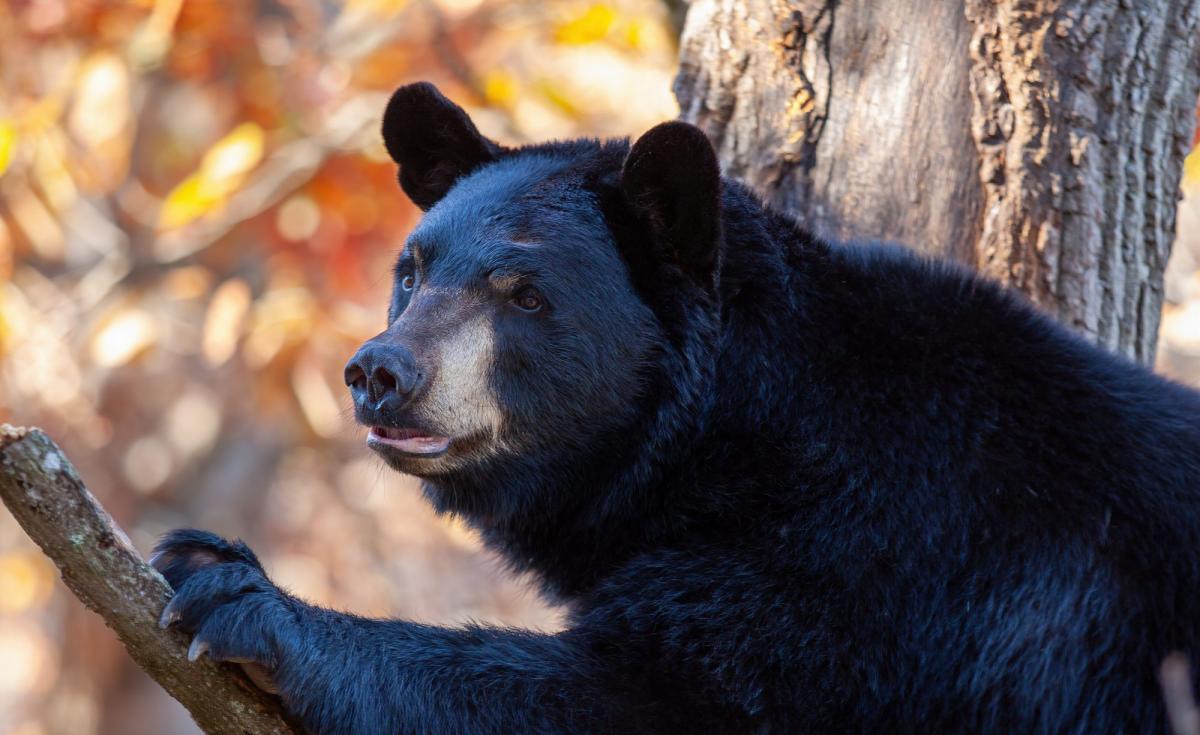 Natura e meraviglie del Canada con Accompagnatore dall'Italia 